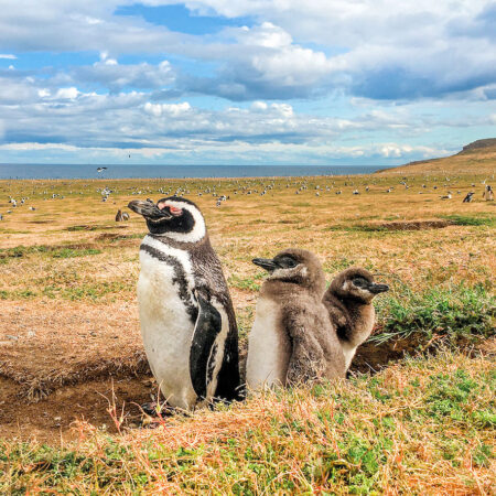 Explora las ofertas en Punta Arenas