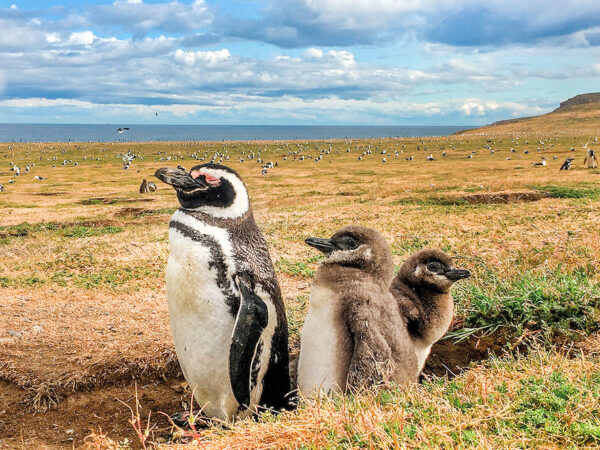 Explora las ofertas en Punta Arenas